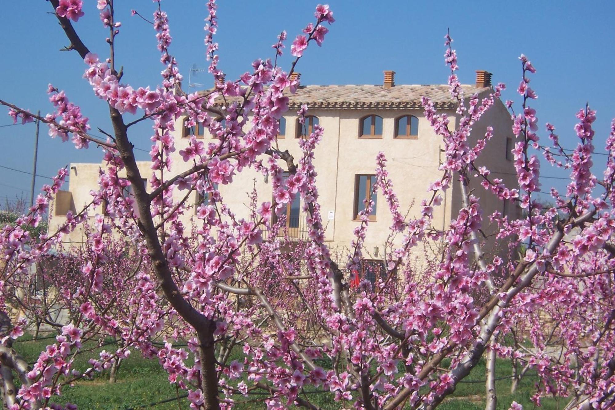 Mas Taniet Hotel Rural Benissanet Экстерьер фото